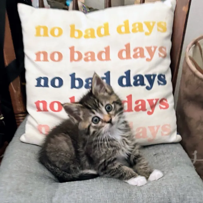 The Compassionate Crazy Cat Lover