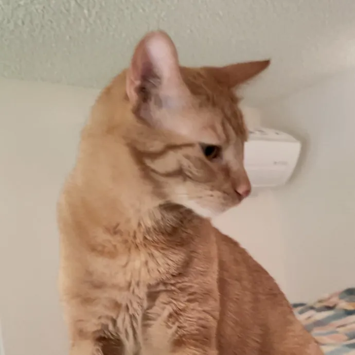 The Compassionate Crazy Cat Lover