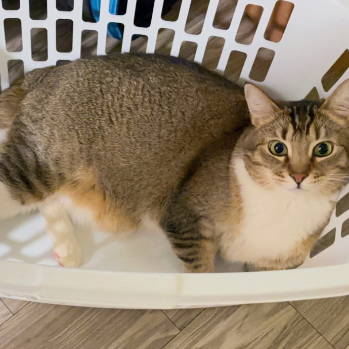 Compassionate Crazy Catsitter