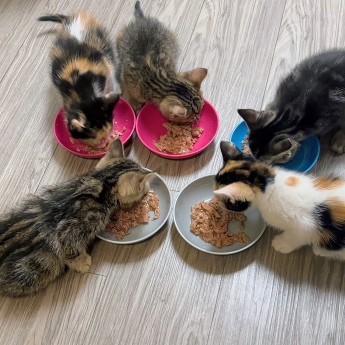 Compassionate Crazy Catsitter