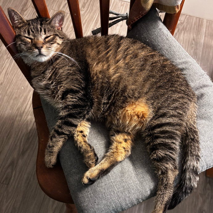 Compassionate Crazy Catsitter