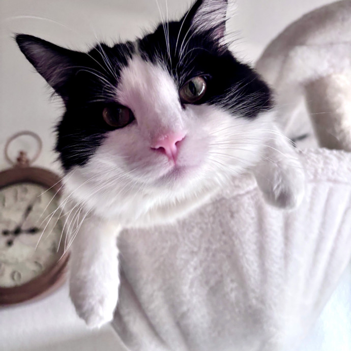 Compassionate Crazy Catsitter