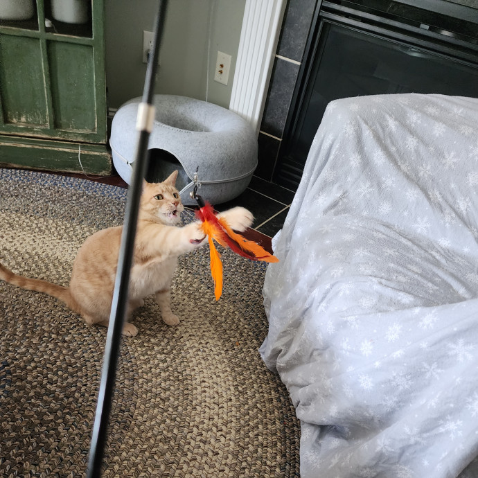 Have No Fear The Kitty Whisperer Is Here