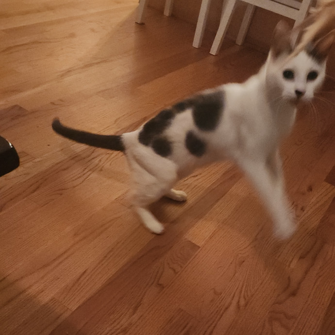 Have No Fear The Kitty Whisperer Is Here