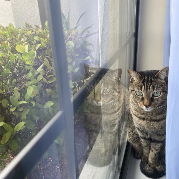 There To Love And Care For Your Kitty
