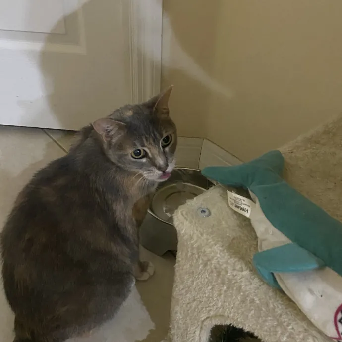 There To Love And Care For Your Kitty