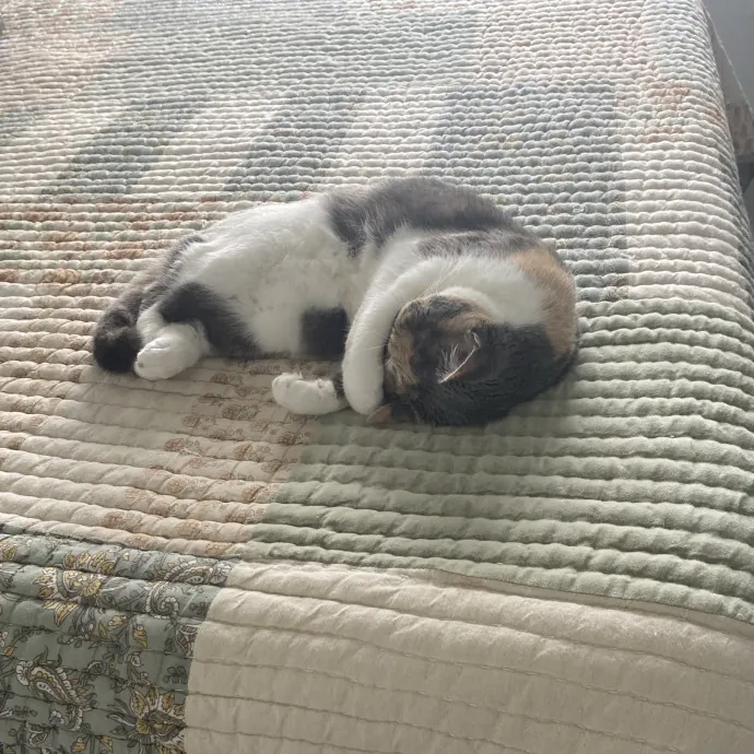 There To Love And Care For Your Kitty