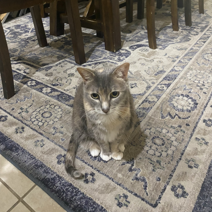 There To Love And Care For Your Kitty