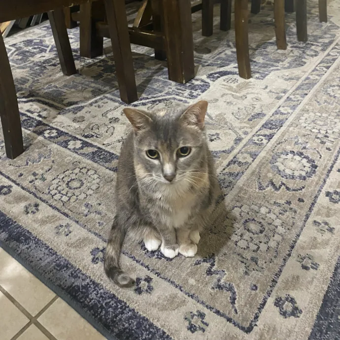There To Love And Care For Your Kitty