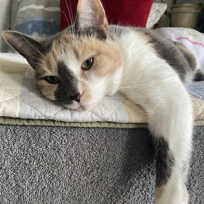 There To Love And Care For Your Kitty