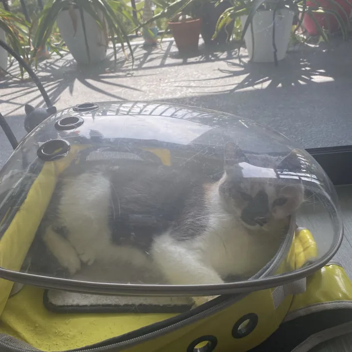 There To Love And Care For Your Kitty