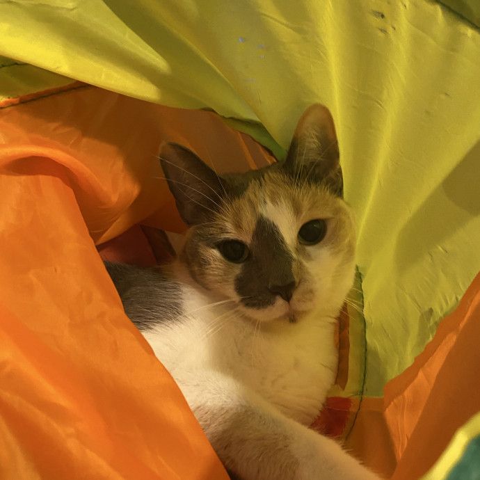 There To Love And Care For Your Kitty