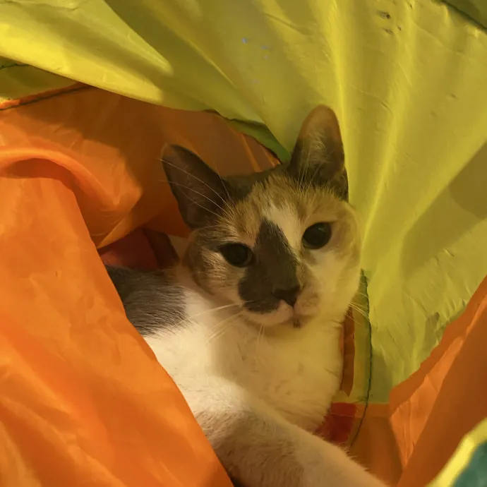 There To Love And Care For Your Kitty