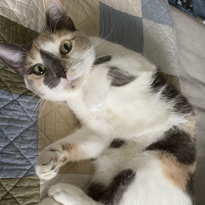 There To Love And Care For Your Kitty