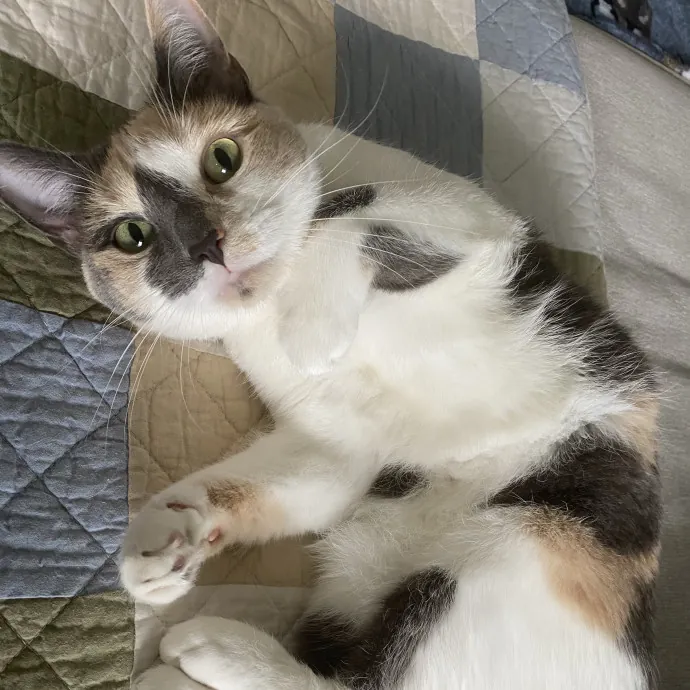 There To Love And Care For Your Kitty