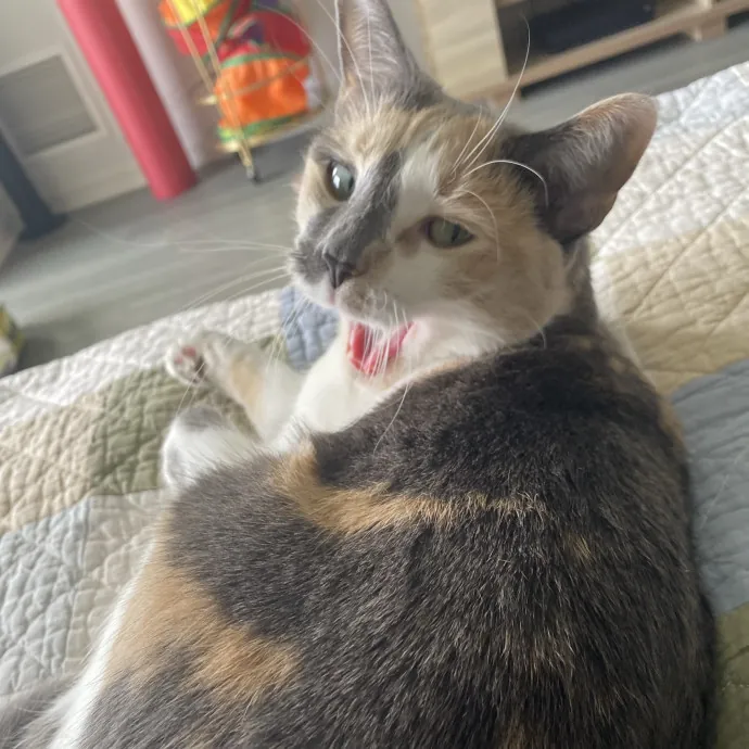 There To Love And Care For Your Kitty