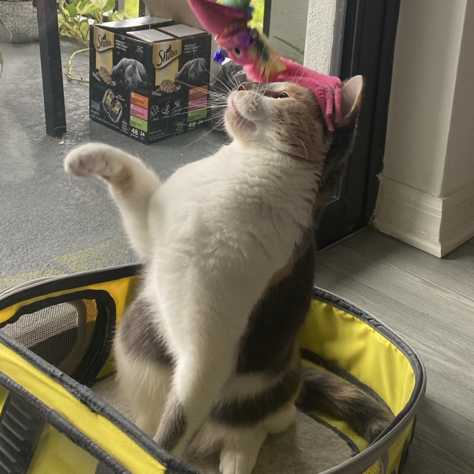 There To Love And Care For Your Kitty