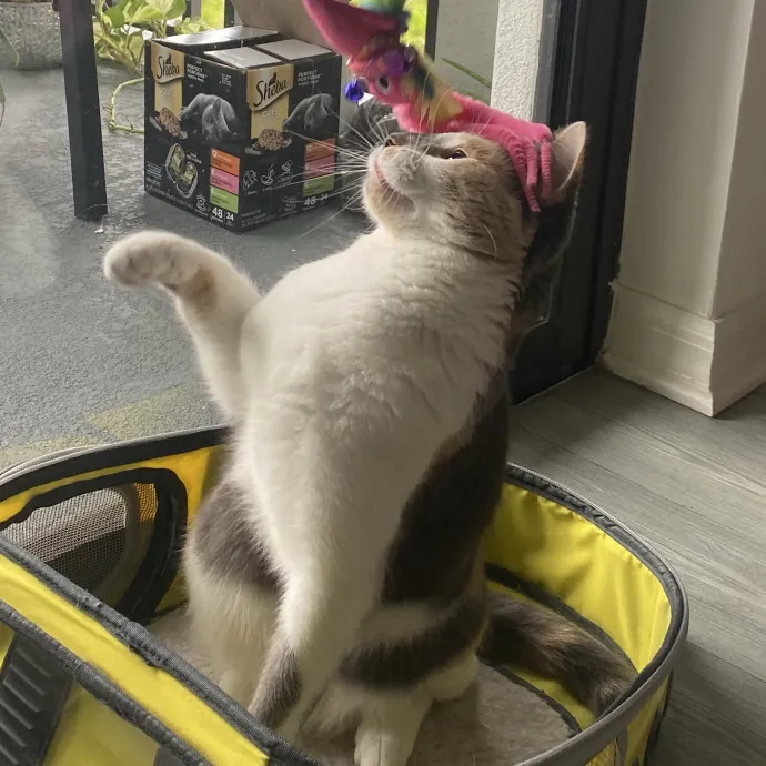 There To Love And Care For Your Kitty
