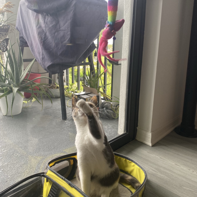 There To Love And Care For Your Kitty