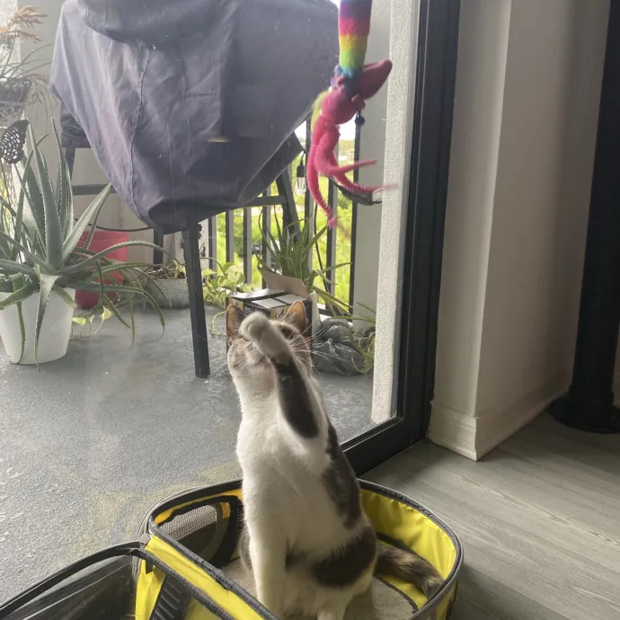 There To Love And Care For Your Kitty