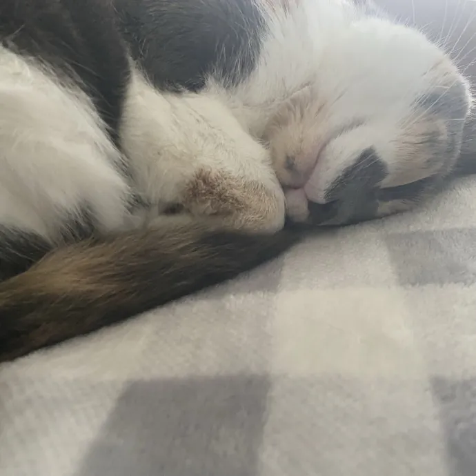 There To Love And Care For Your Kitty