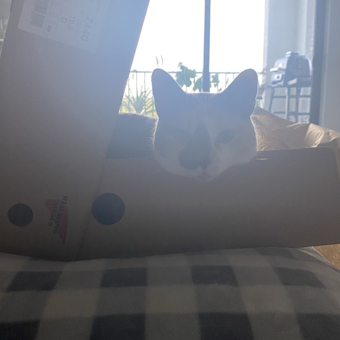 There To Love And Care For Your Kitty