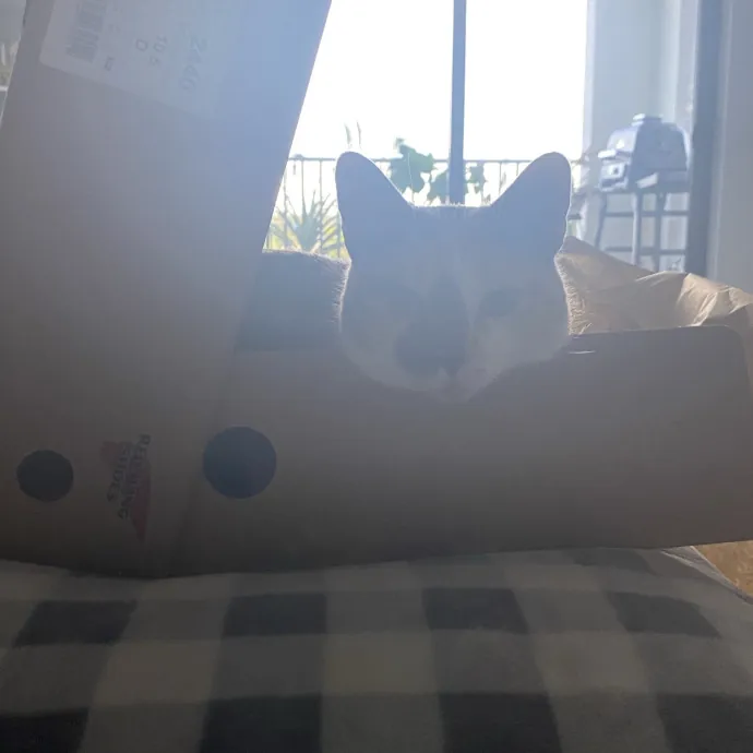 There To Love And Care For Your Kitty