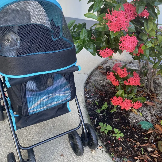 There To Love And Care For Your Kitty