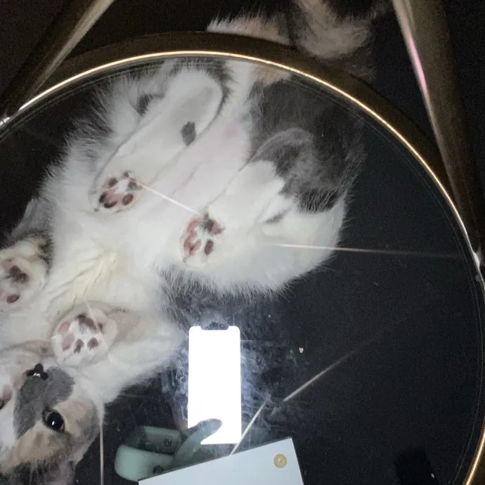 There To Love And Care For Your Kitty