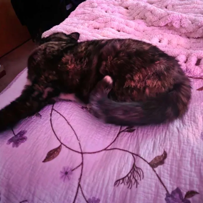There To Love And Care For Your Kitty