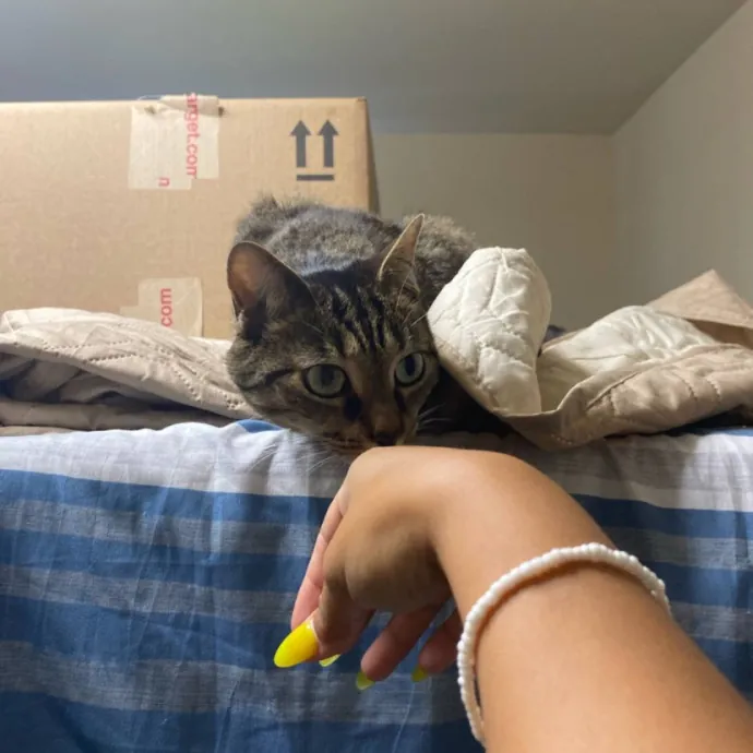 There To Love And Care For Your Kitty
