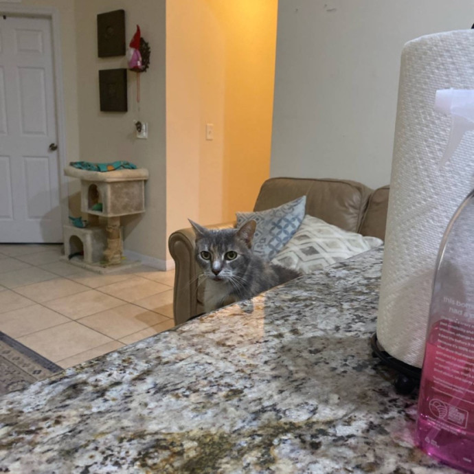 There To Love And Care For Your Kitty photo 2