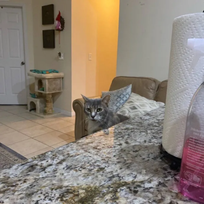 There To Love And Care For Your Kitty photo 2