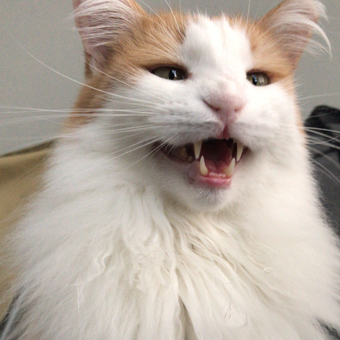 Abbey's Pawsome Cat Sitting In Philly