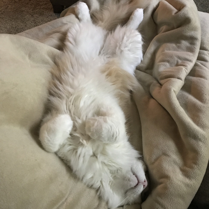 Abbey's Pawsome Cat Sitting In Philly
