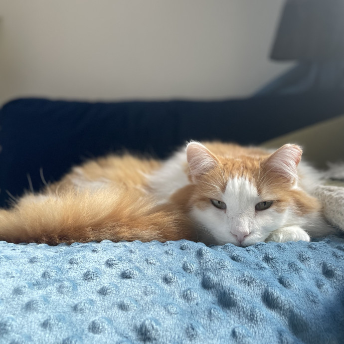 Abbey's Pawsome Cat Sitting In Philly