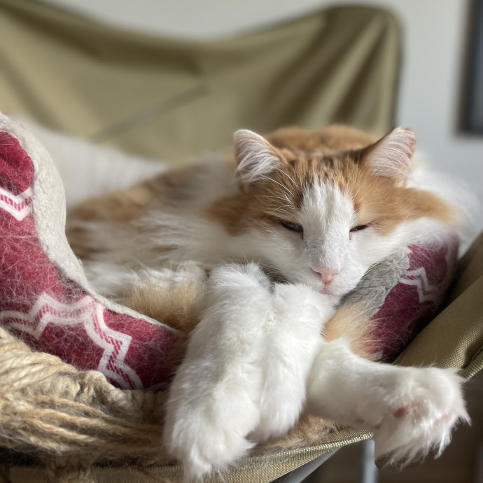 Abbey's Pawsome Cat Sitting In Philly photo 3