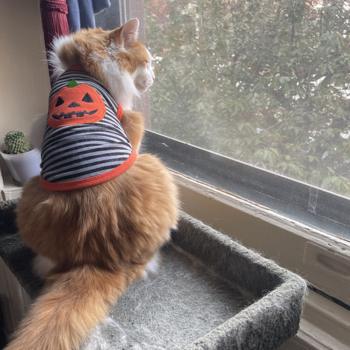 Abbey's Pawsome Cat Sitting In Philly photo 2
