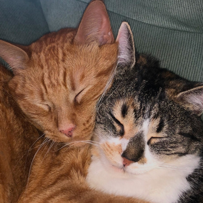 Patient And Loving Kitty Sitter For You