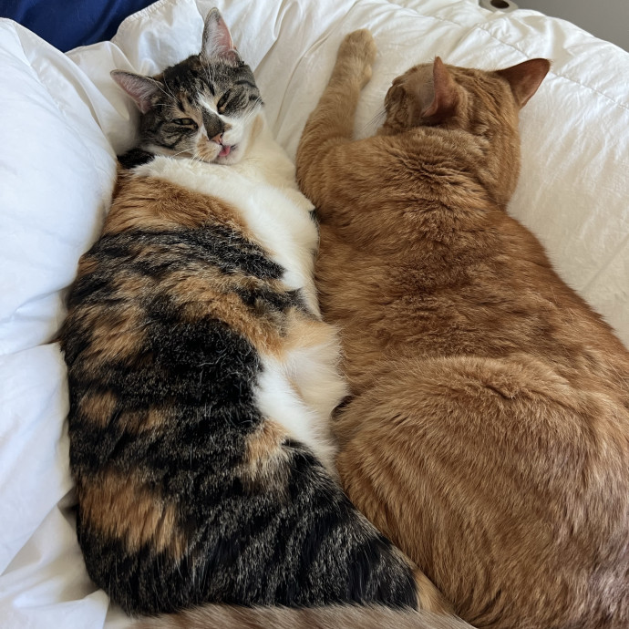 Patient And Loving Kitty Sitter For You photo 3