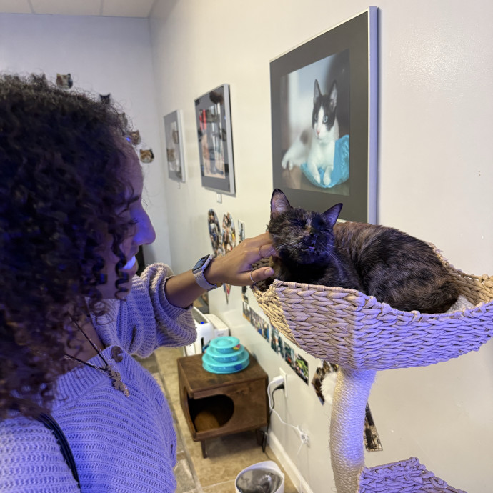 Experienced Cat Owner Bu Senior