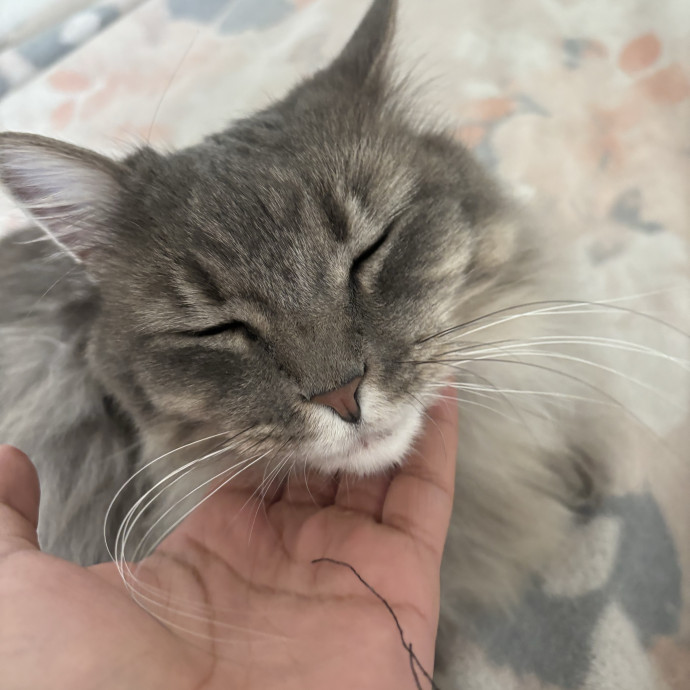 Experienced Cat Owner Bu Senior photo 2