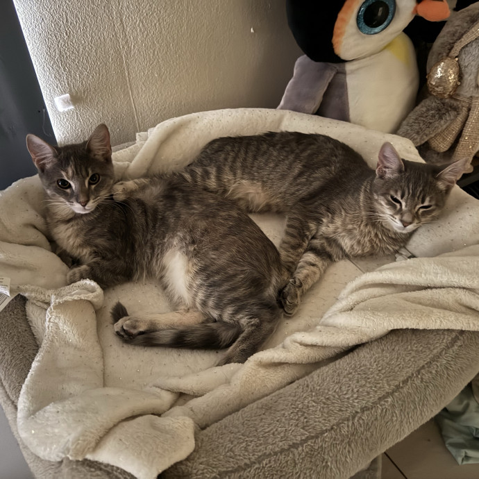 Paws And Whiskers Care With Love
