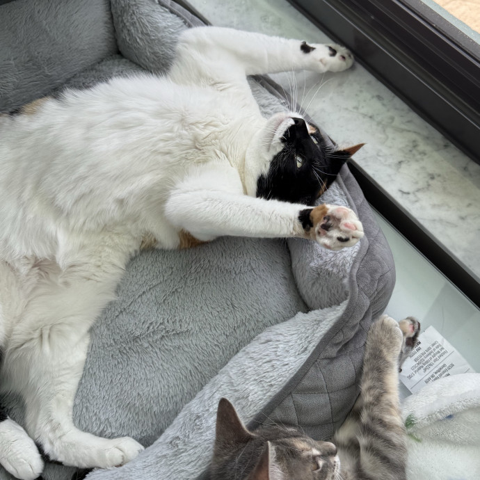 Paws And Whiskers Care With Love