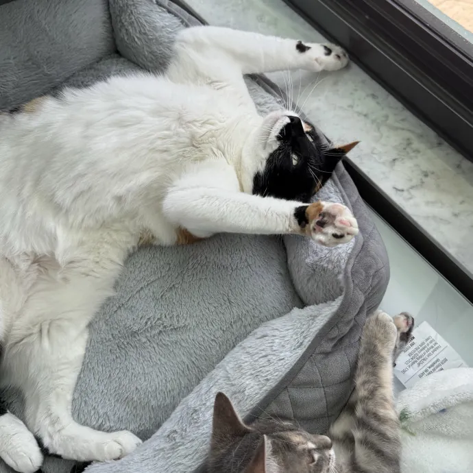 Paws And Whiskers Care With Love