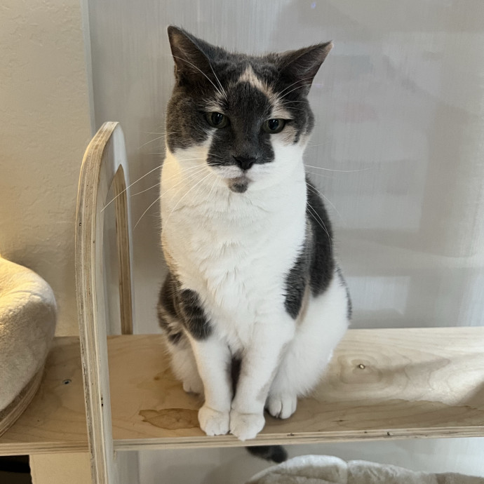 Paws And Whiskers Care With Love