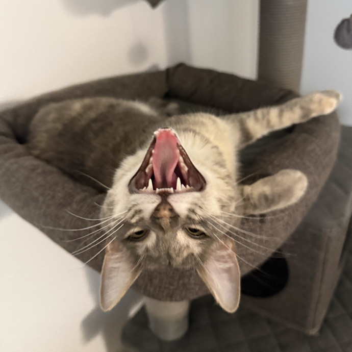 Paws And Whiskers Care With Love