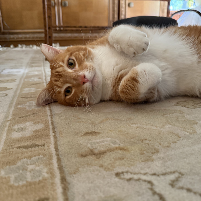 Paws And Whiskers Care With Love