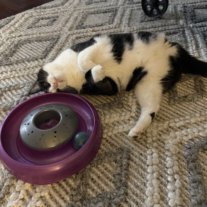 Paws And Whiskers Care With Love