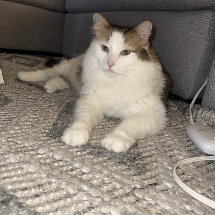 Paws And Whiskers Care With Love